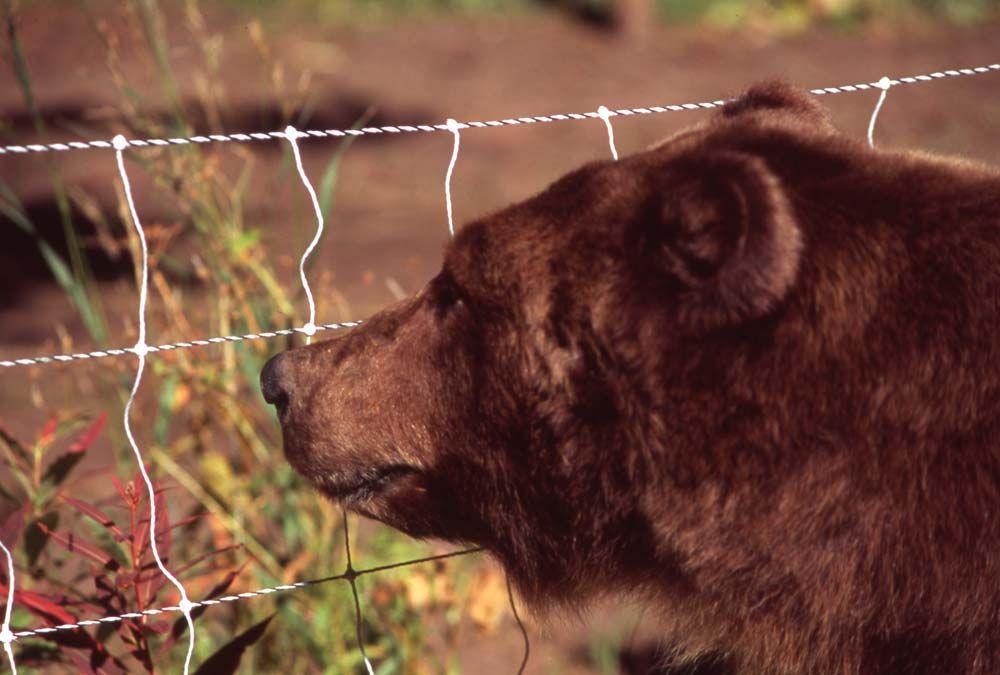 Brown bear's profile, nose touching white fence. Outdoors with green and red foliage.