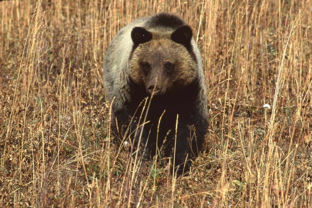 Grizzly bear in tall, dry grass, looking directly at the viewer.