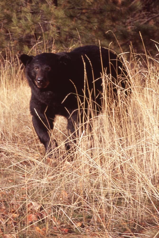 Black bear walking through tall, dry grass with a forest background.