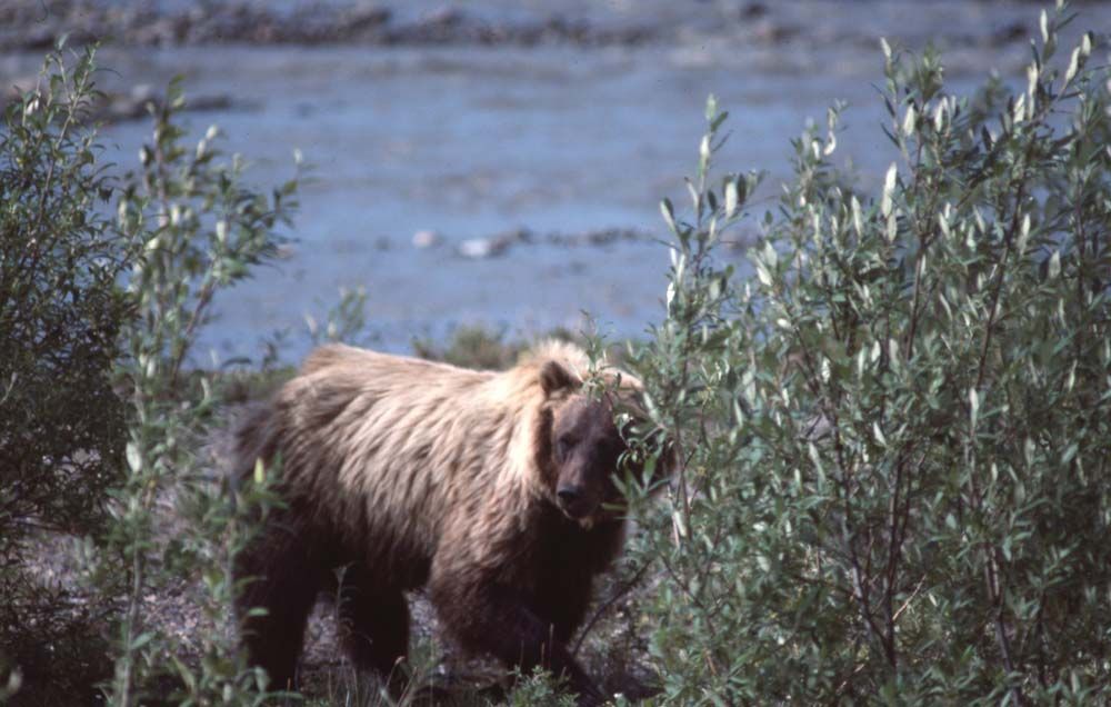 Brown grizzly bear in dense green bushes near a body of water.