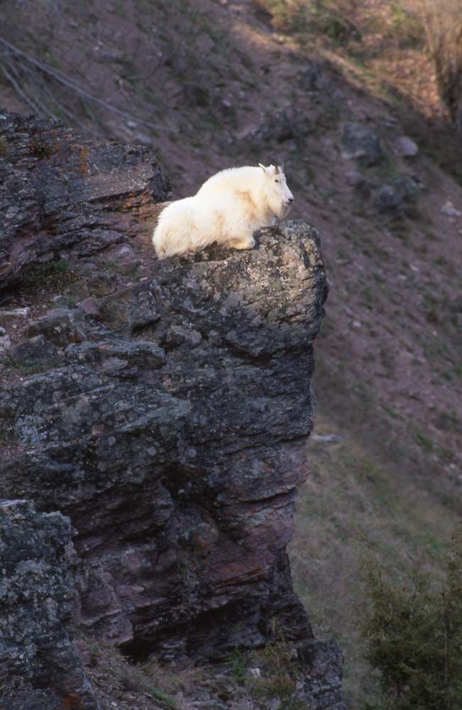 White mountain goat perched on a rocky cliff overlooking a canyon.