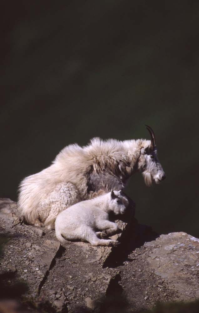 Mountain goat and kid resting on a rocky outcrop. White fur with dark horns, green background.
