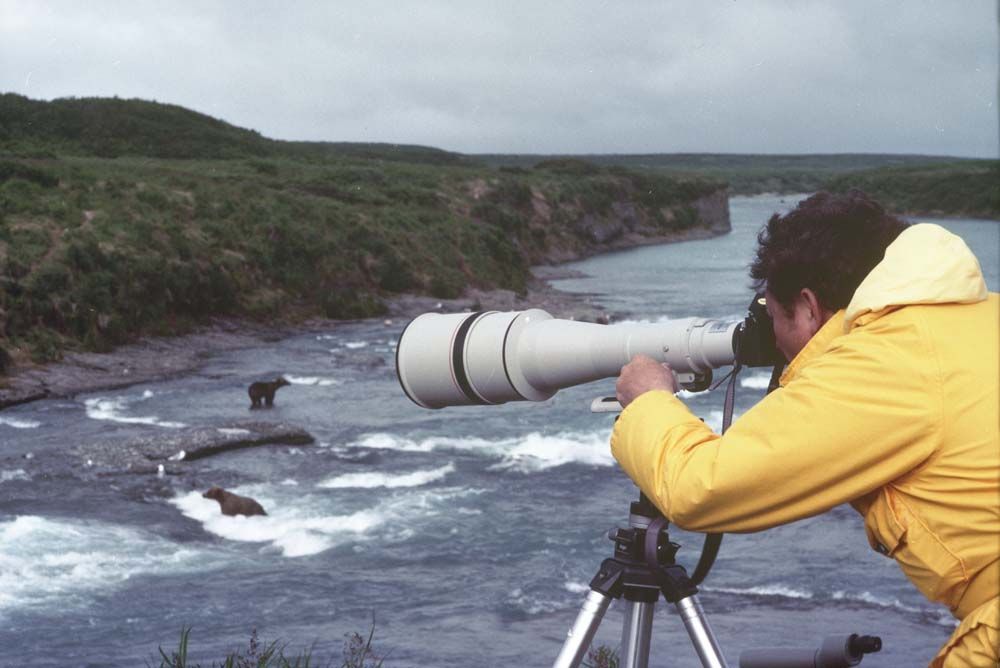 Photographer in yellow raincoat, filming brown bears fishing in a river.