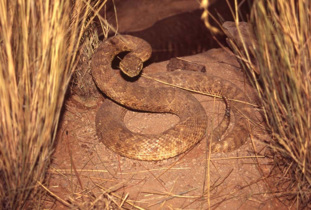 Brown rattlesnake coiled on a sandy surface near tall grass.