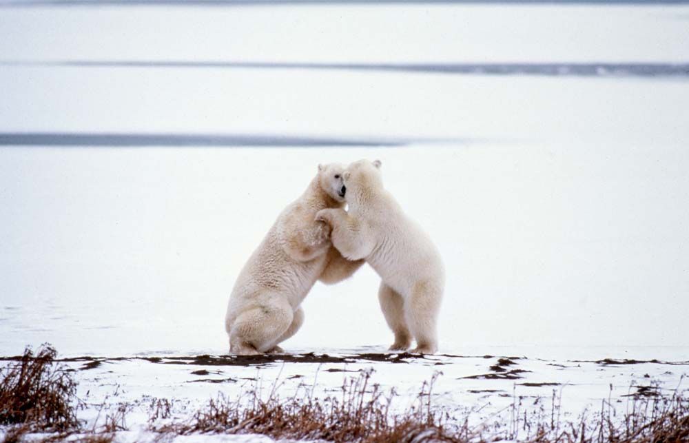 Two polar bears wrestling in a snowy landscape, with a body of water in the background.
