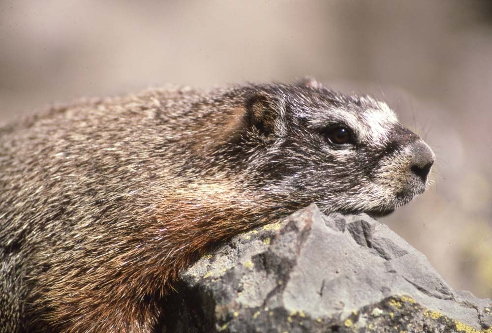 Yellow-bellied marmot rests on a rock. Brown fur, black nose, and dark eyes.