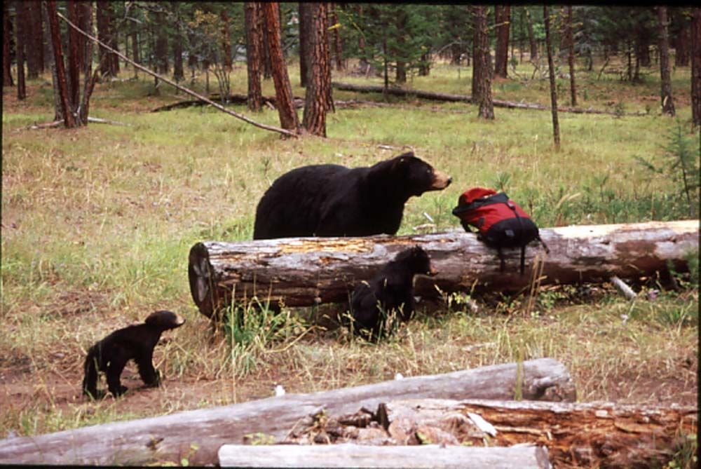 Black bear family with cubs near a log in a forest. One cub in a red vest.