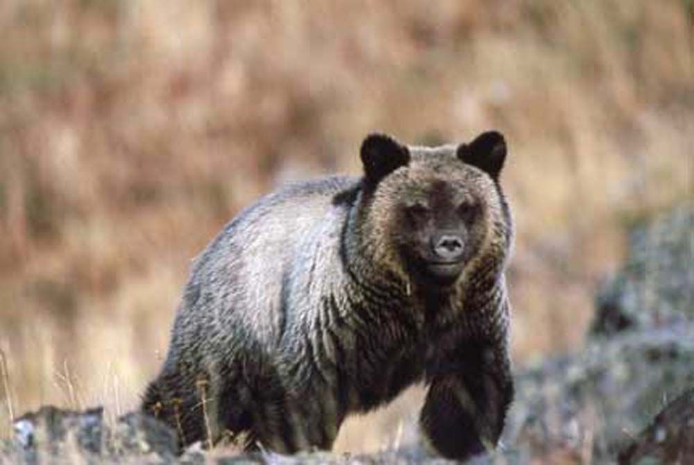 Grizzly bear walking toward the camera across a rocky, grassy hillside; brown fur and eyes.