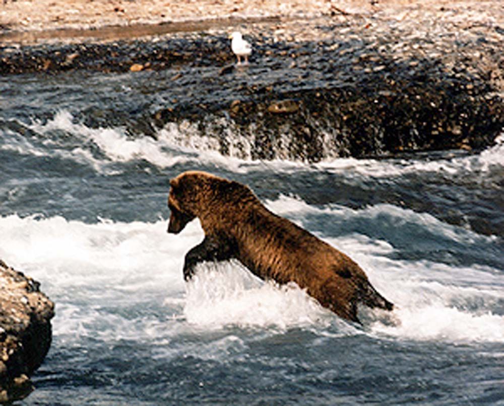 Brown bear leaps through rushing river, hunting salmon.