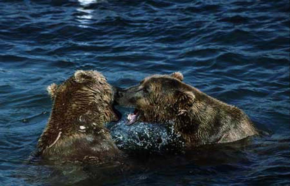 Two brown bears in dark blue water, fighting, open mouths.