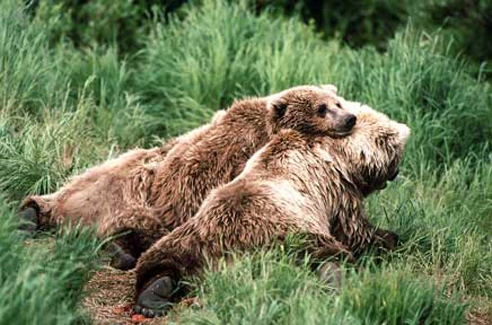 Three brown bears resting in tall green grass.