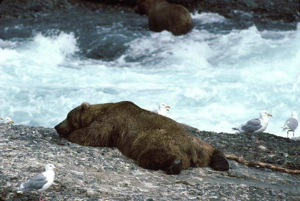 Brown bear resting on rocks, seagulls nearby, with other bears fishing in the rushing river.