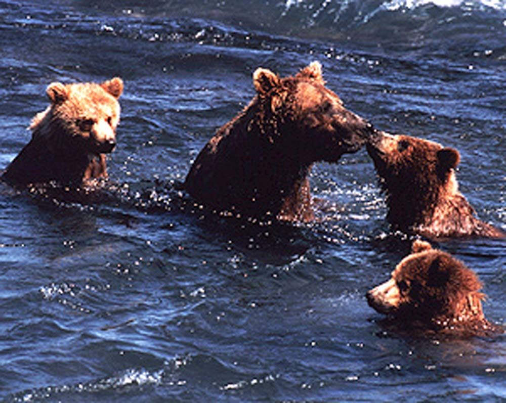 Brown bear family swimming in blue water; mother nuzzles a cub.