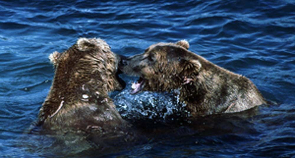 Two brown bears in water, facing each other, appearing to fight with mouths open.