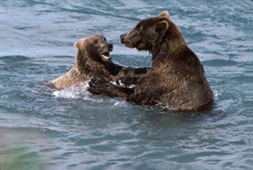 Brown bears in water, one reaching for the other, playful expression on one's face, possibly sparring.