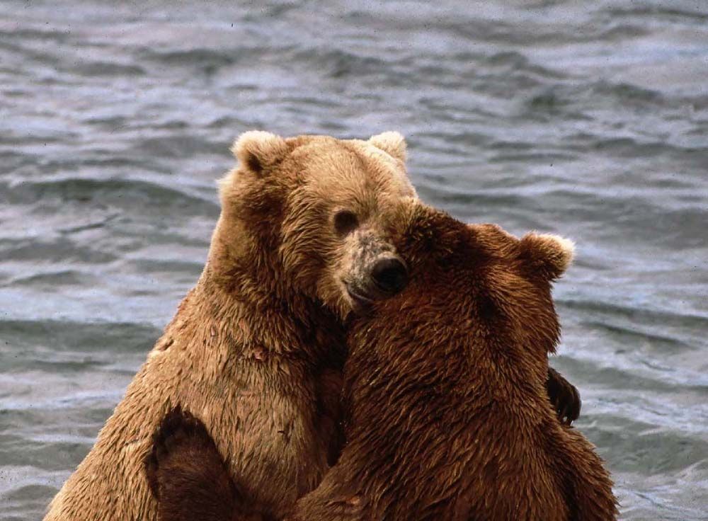 Two brown bears embracing in water.