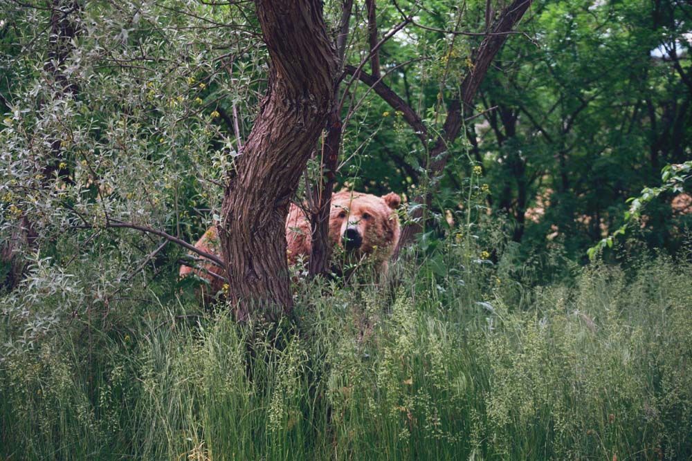 Brown bear peeking from behind a tree in a lush, green forest.