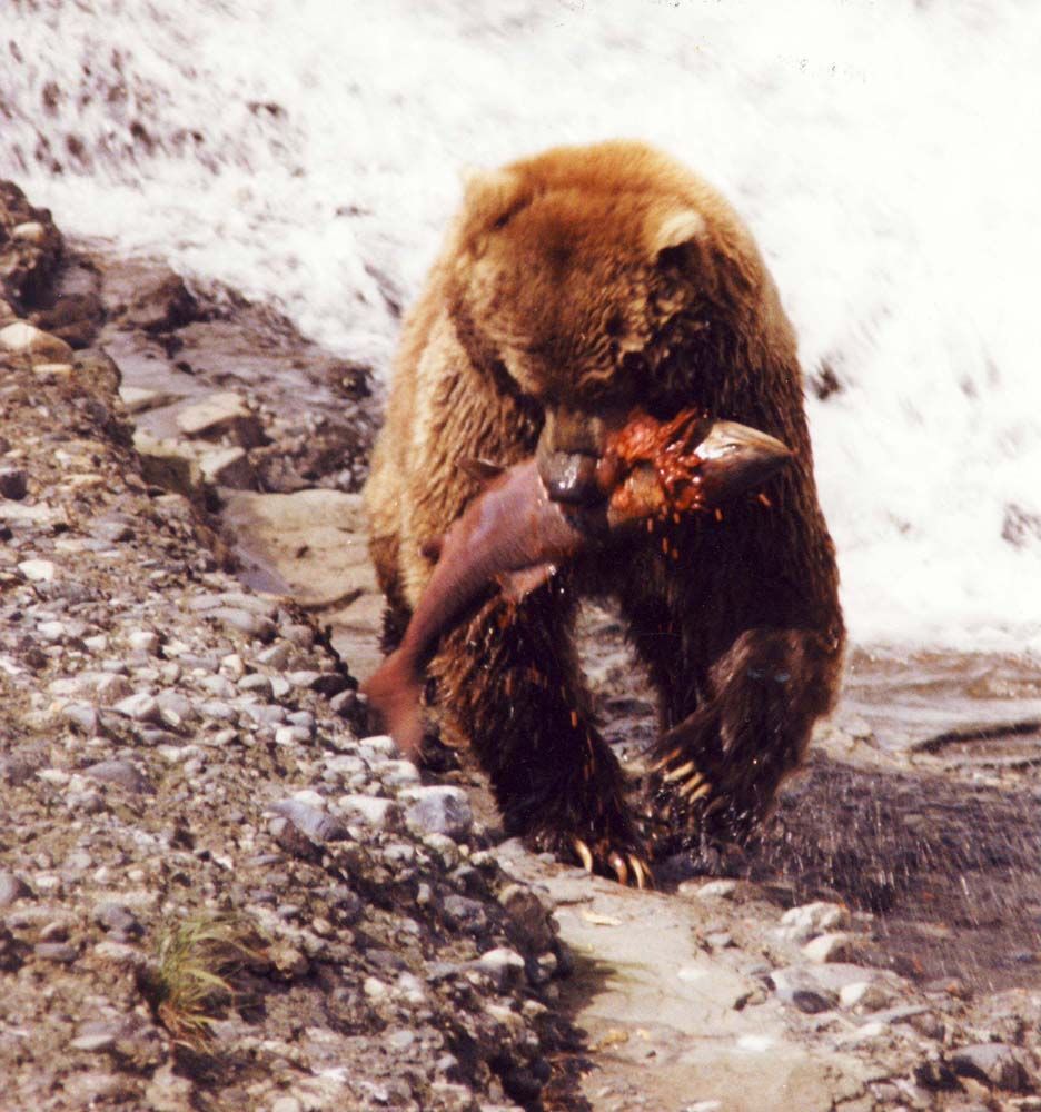 Grizzly bear standing on rocks, holding and eating a salmon, near a waterfall.