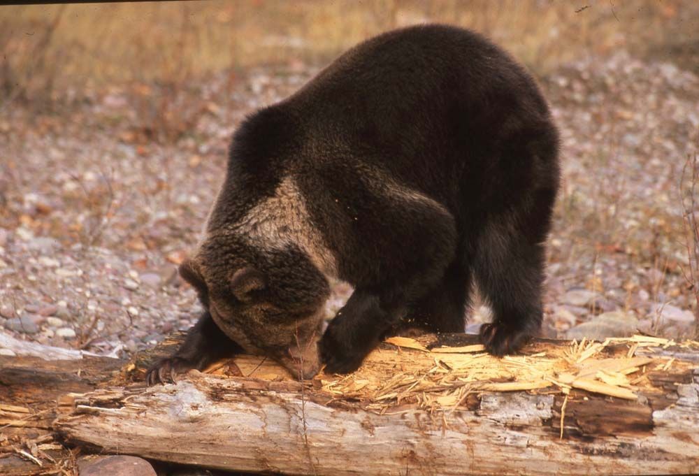 Brown bear clawing at a log in a forest setting, looking for food.
