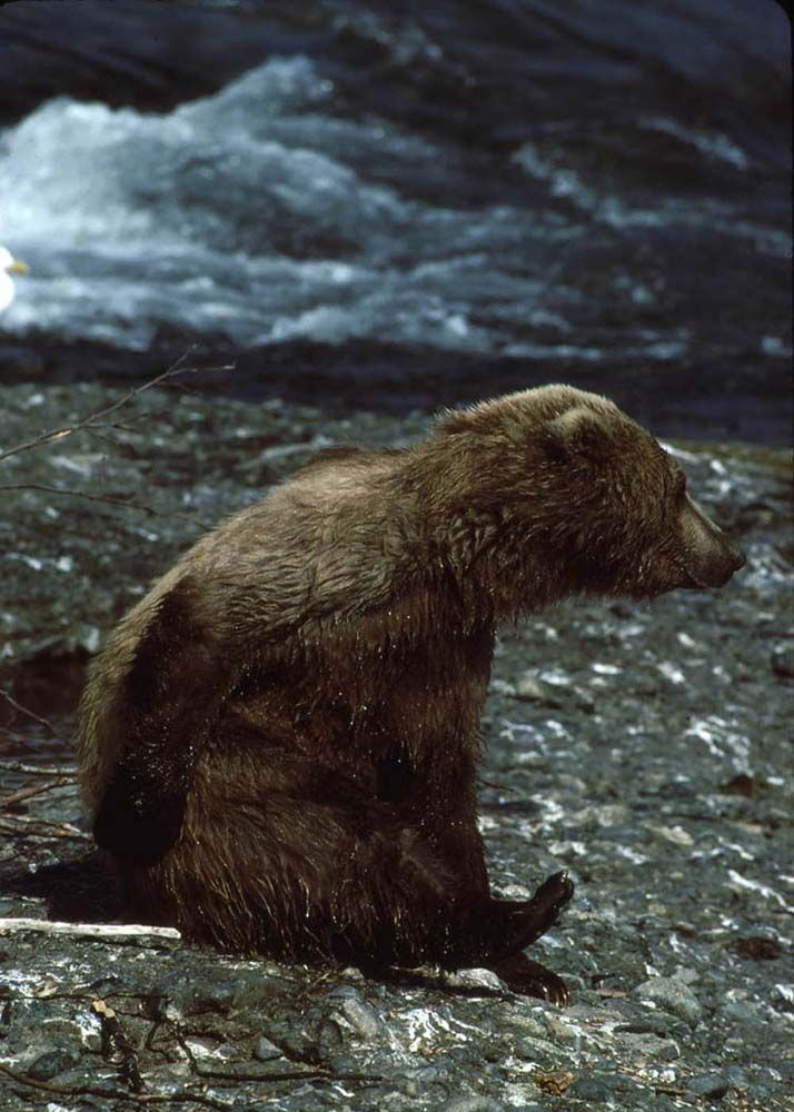 Brown bear sitting on rocks near a rushing river.