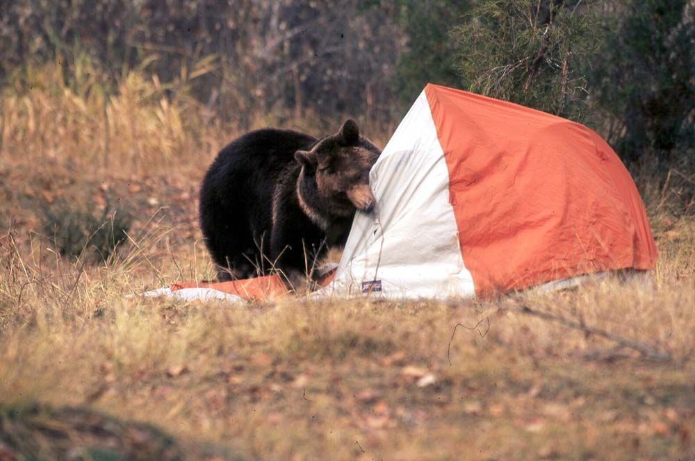 Black bear investigates an orange and white tent in a grassy field.