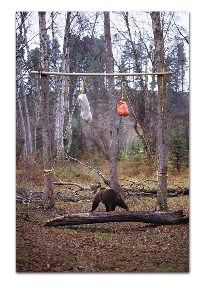 Bear in woods with food hung from a tree branch. Brown bear stands below the food.