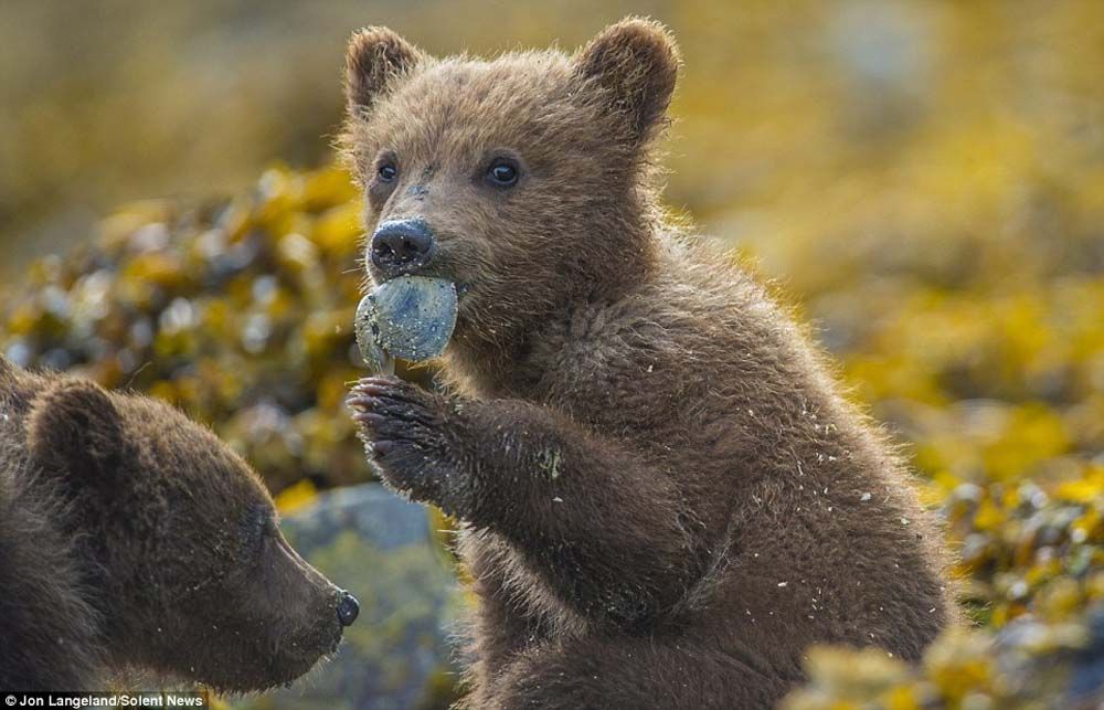 Brown bear cub eating, with another cub looking on, among yellow seaweed.