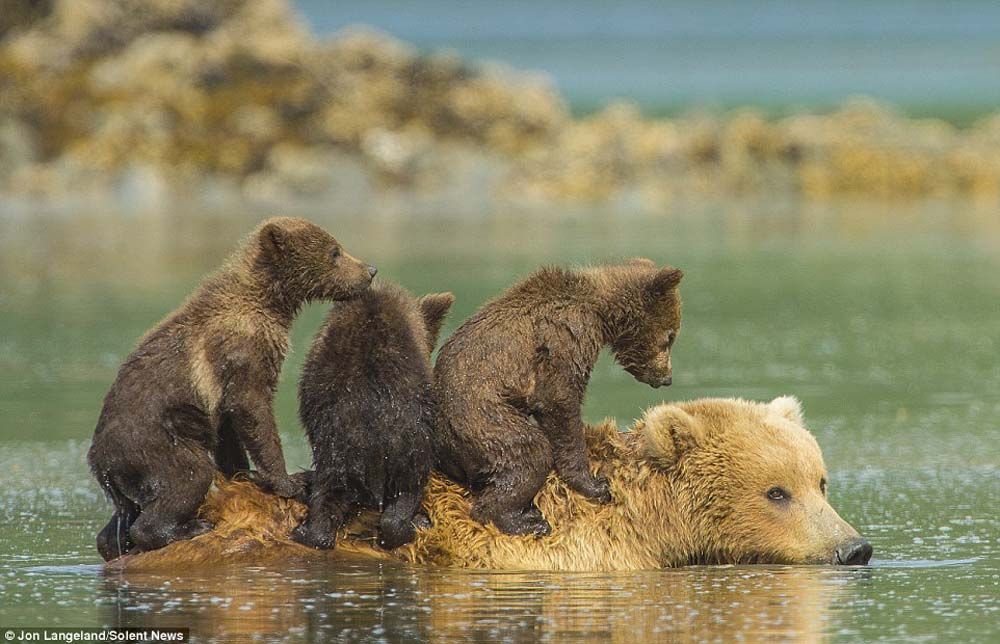 Brown bear swims with three cubs riding on its back in water.