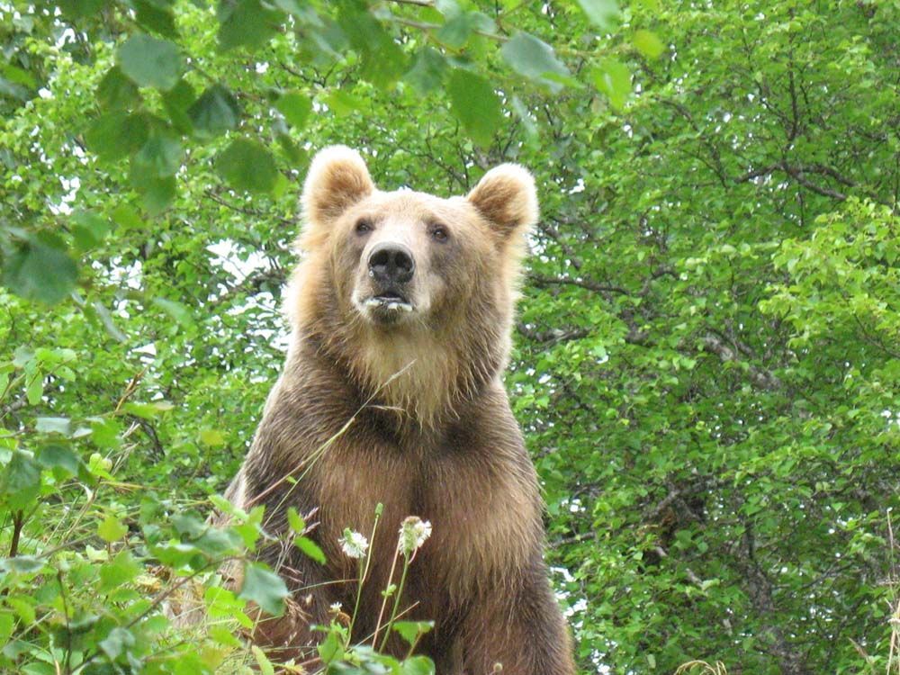 Brown bear standing upright in green foliage, looking up.