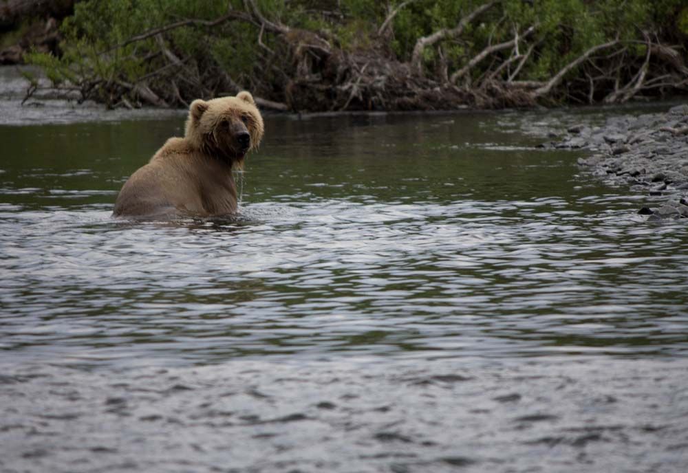 Brown bear wading in a river, looking back at the viewer.