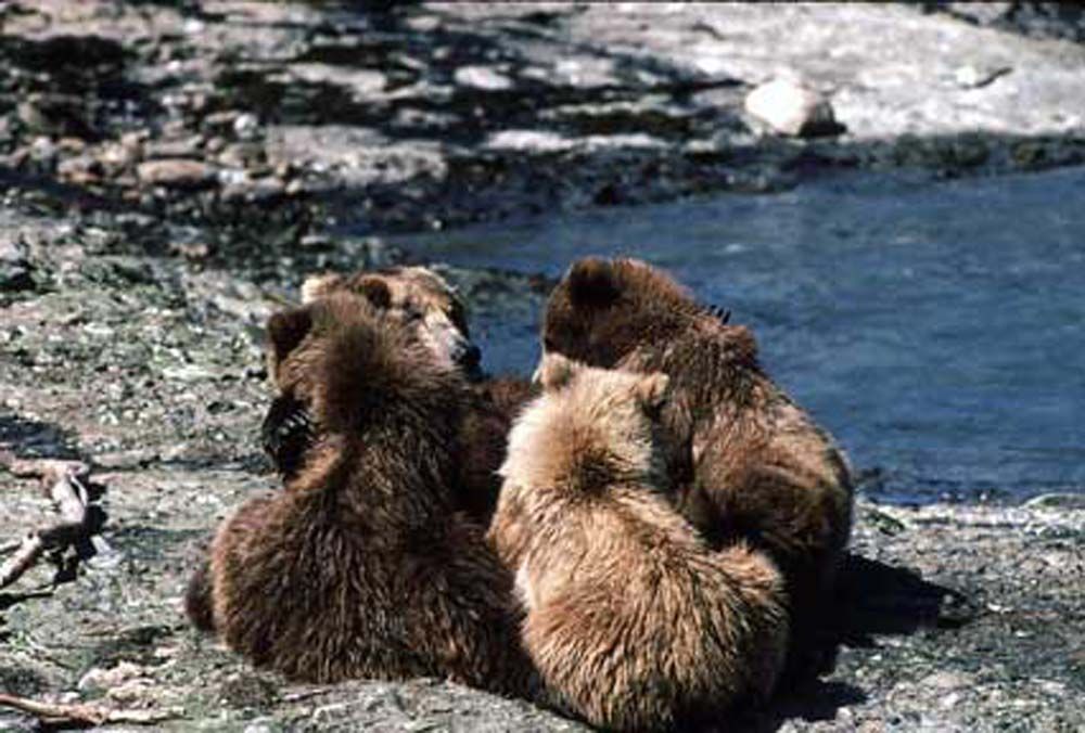 Three brown bear cubs huddled together by a river.