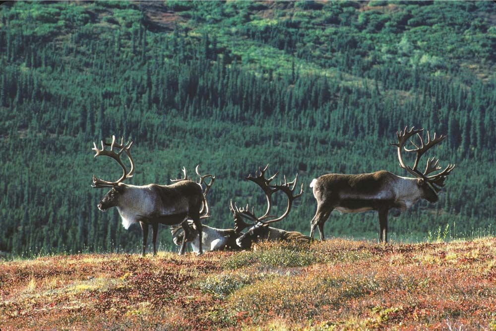 Caribou herd grazing on a hillside with a backdrop of evergreen trees.