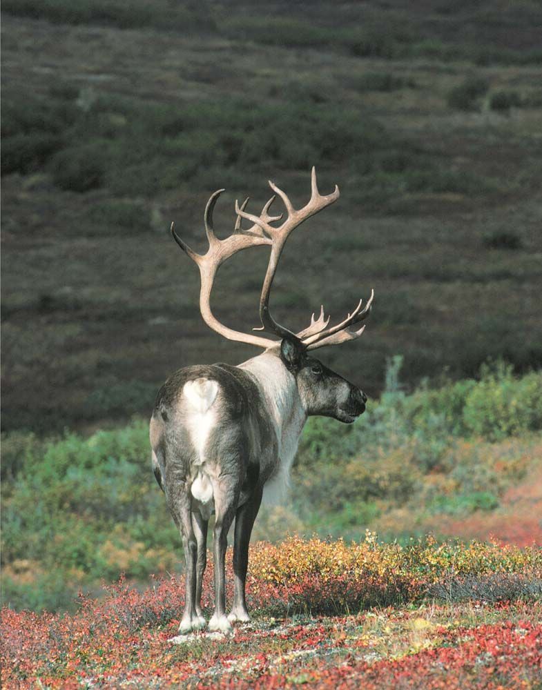 Caribou with large antlers stands in a field of colorful plants, gazing away. Mountains in background.