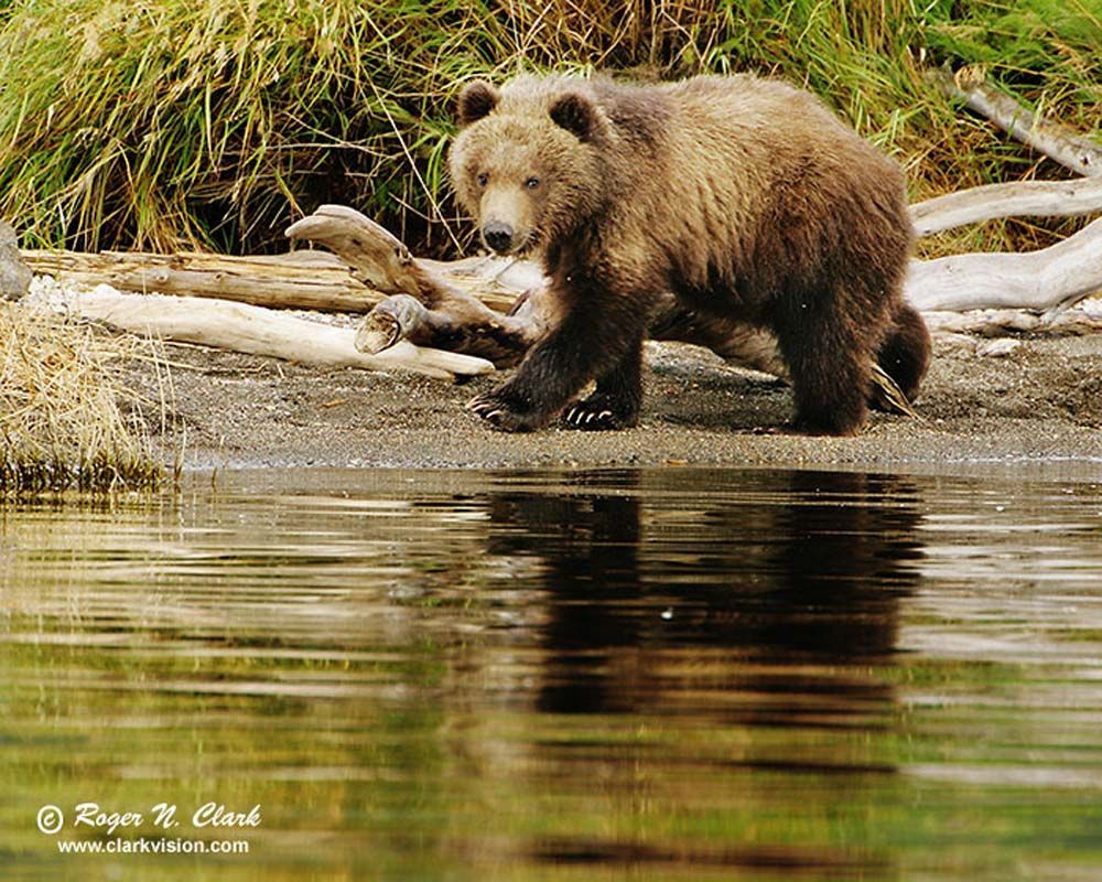 Brown bear walking along a shoreline, reflected in water. Green grass and a log in the background.