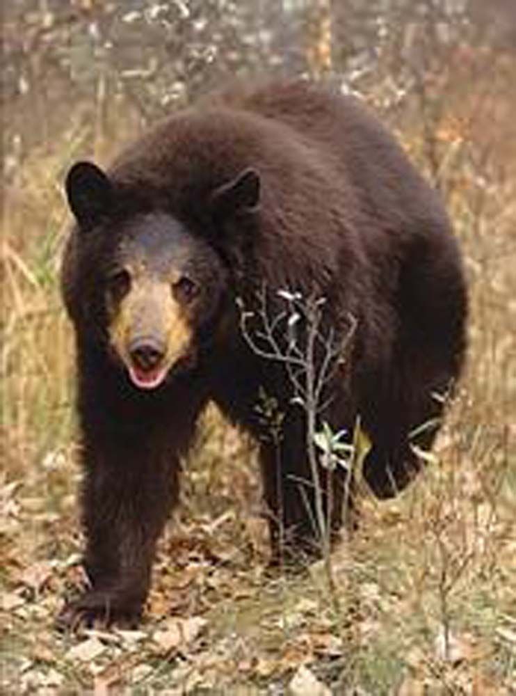 Black bear walking toward camera with open mouth. Tan and brown foliage.
