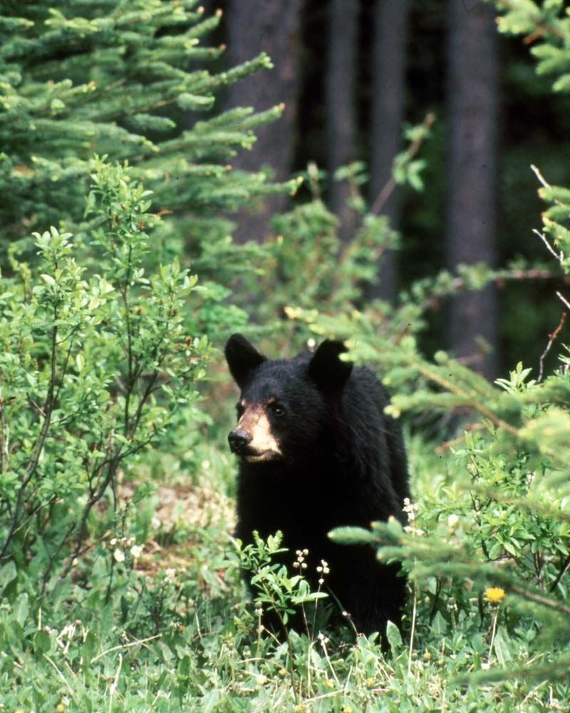 Black bear in a forest clearing surrounded by green bushes and trees.