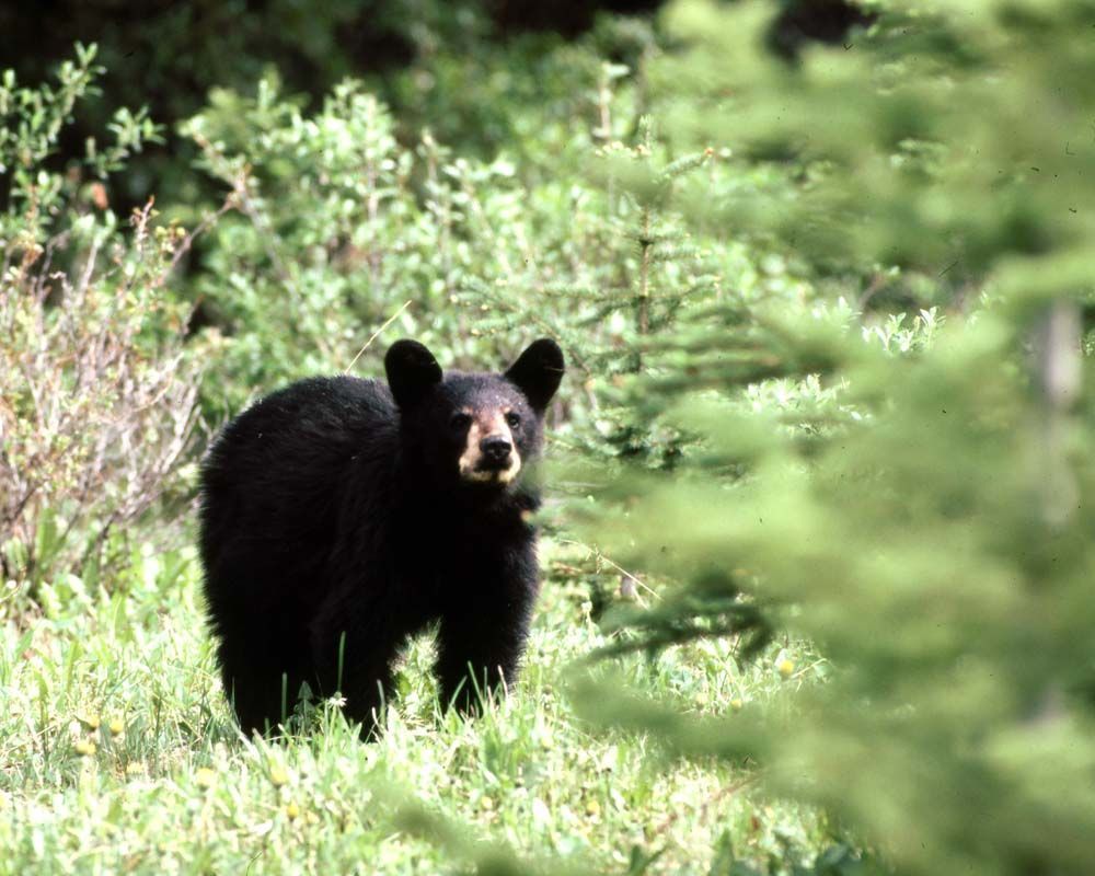 Black bear standing in tall grass and shrubbery, looking directly at the viewer.