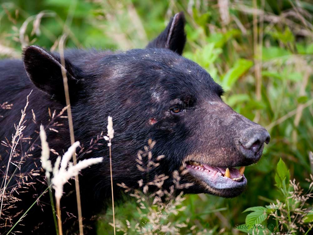 Black bear in tall green grass, looking right, mouth slightly open, showing teeth.