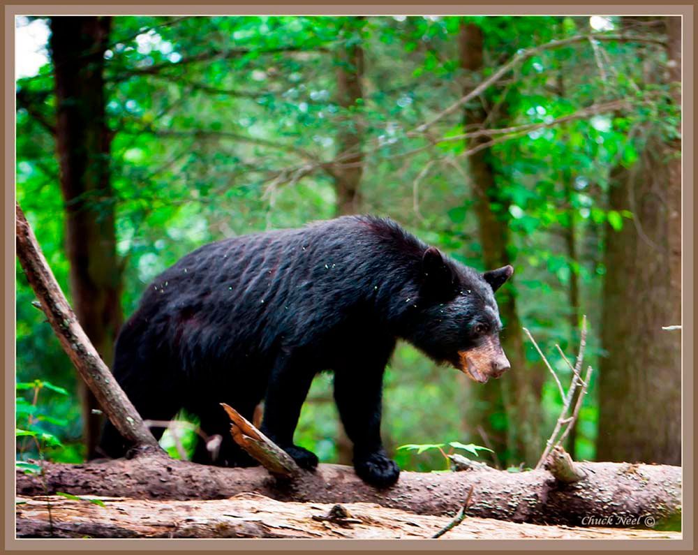 Black bear walking on a fallen log in a green forest.