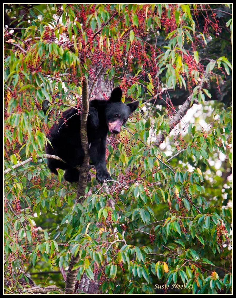 Black bear perched in a tree with red berries, looking down at the viewer.
