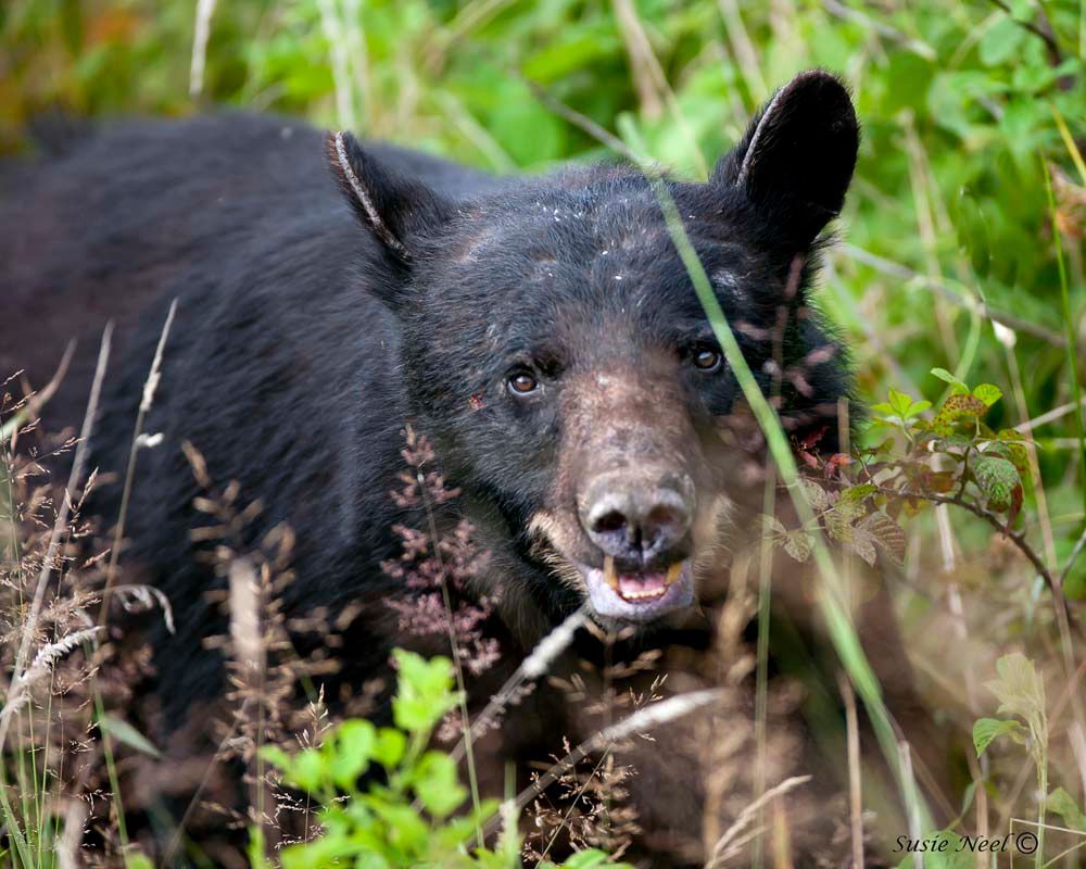 Black bear in tall grass, looking directly at the viewer.