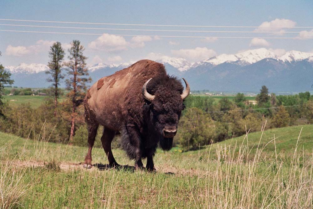 Bison standing in a grassy field with mountains and trees in the background.