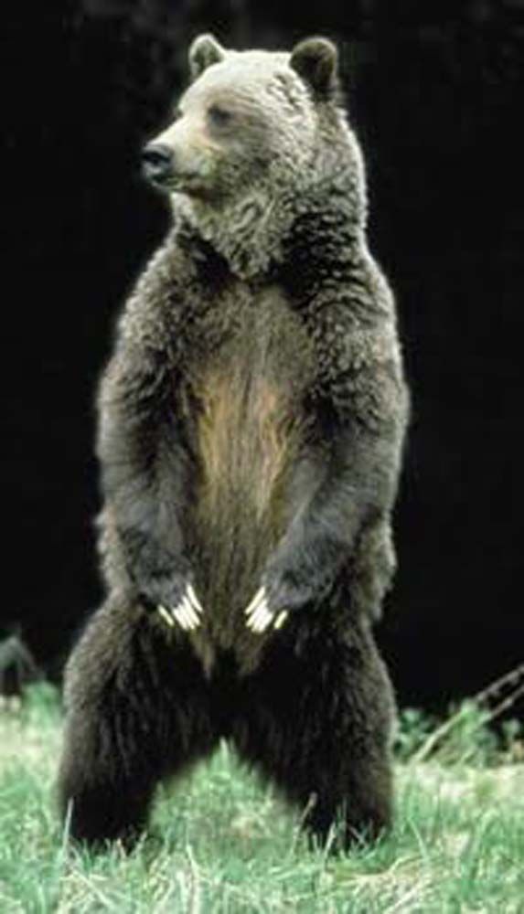 Grizzly bear stands upright in a grassy field, dark brown fur, attentive expression, in front of dark background.