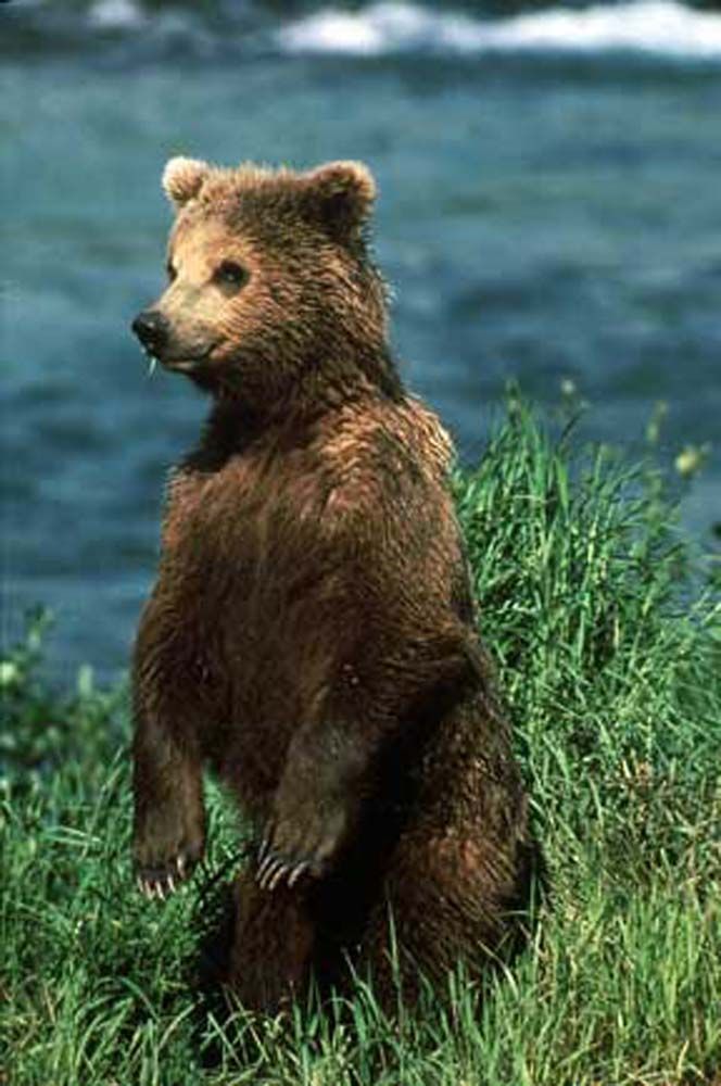 Brown bear cub standing in green grass near a body of water.