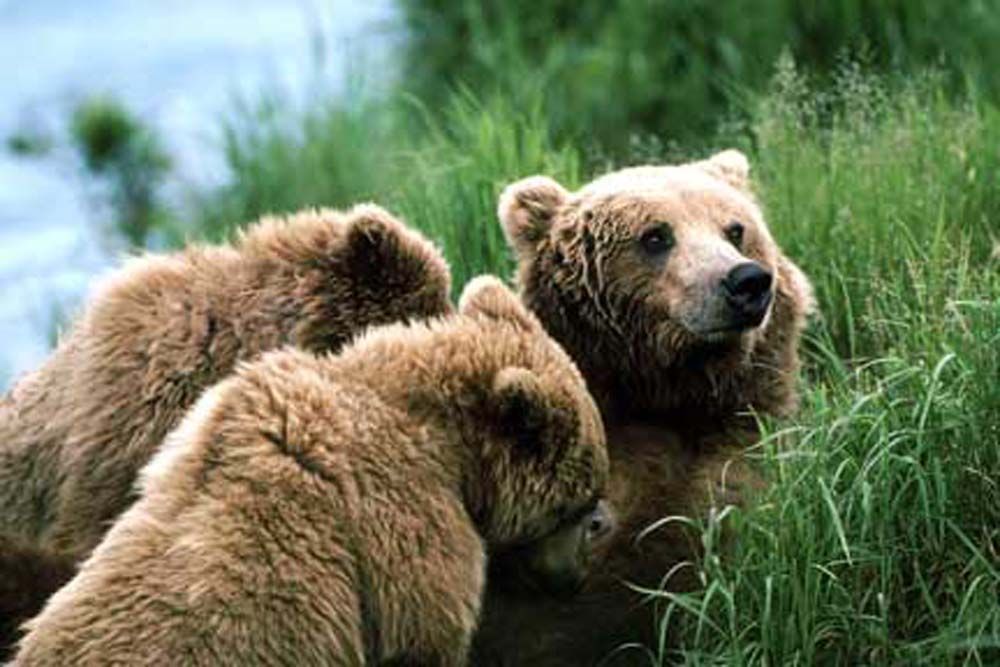 Three brown grizzly bears standing in green grass near water.