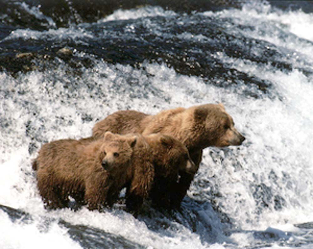 Brown bear and two cubs standing in rushing water, hunting for fish.