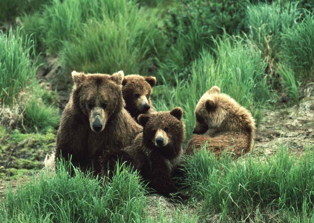 Grizzly bear family in tall green grass. Mother bear and three cubs looking at the viewer.
