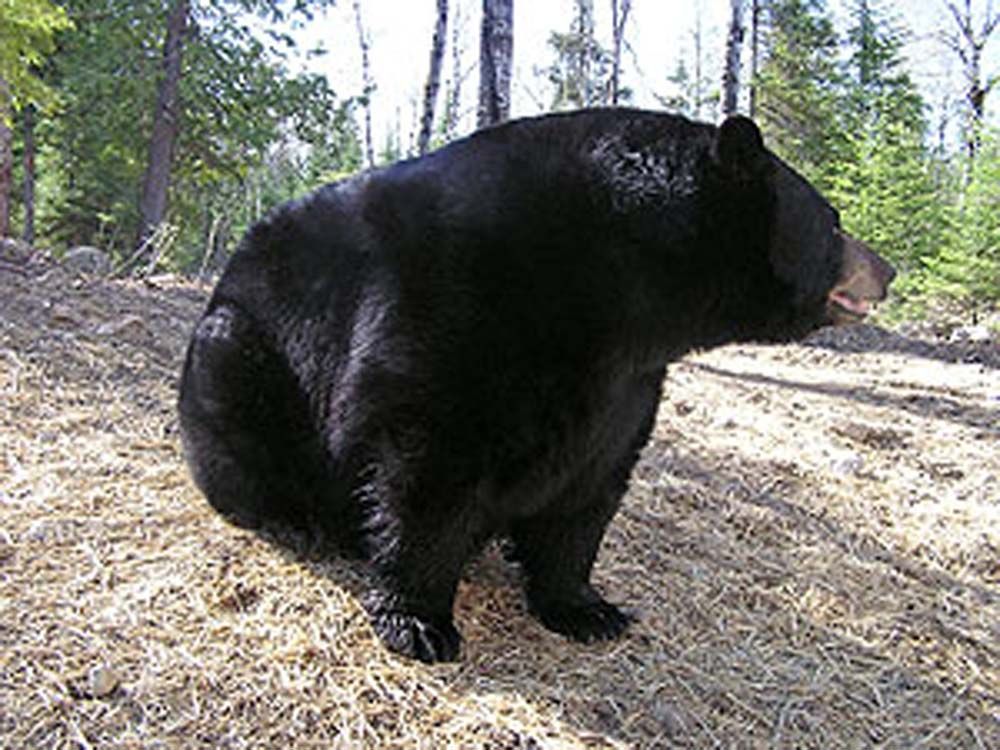 Black bear in a forest clearing, sitting with mouth slightly open.