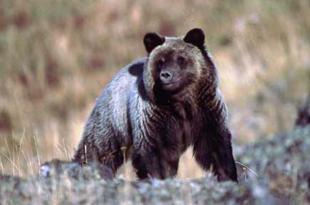 Grizzly bear standing on a rocky hill, brown fur, looking to the right.