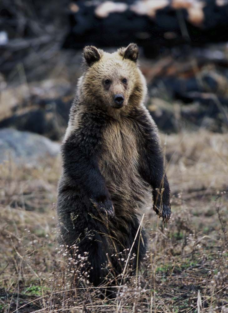 A brown bear stands upright in a field, gazing forward.